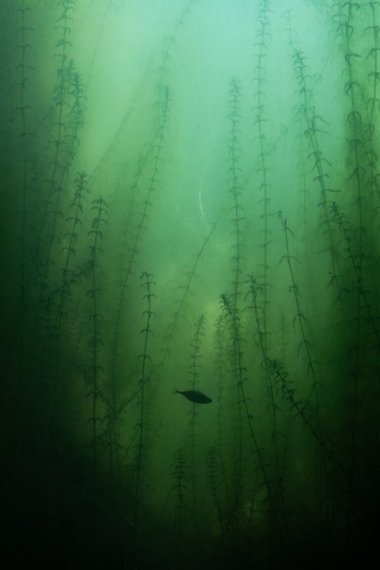 Explore the tranquil underwater scenery of Grünau im Almtal with fish swimming amidst aquatic plants.